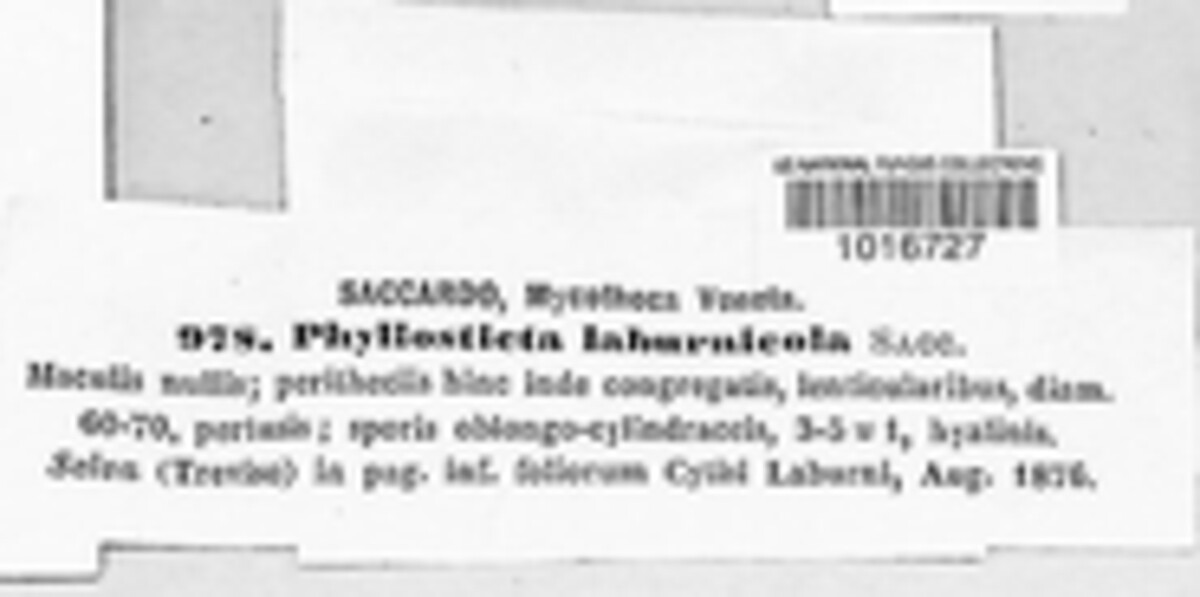 Phyllosticta laburnicola image